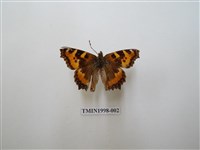 藏品(緋蛺蝶)的圖片